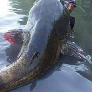 Meet your Posher, Mike